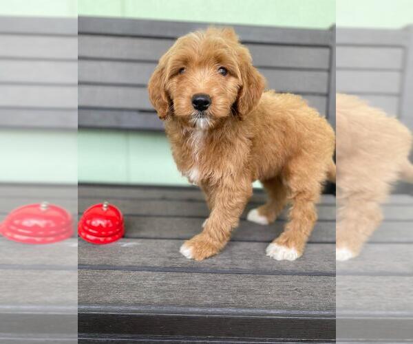 Medium Photo #2 Goldendoodle Puppy For Sale in KISSIMMEE, FL, USA