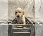 Puppy Toffee Goldendoodle