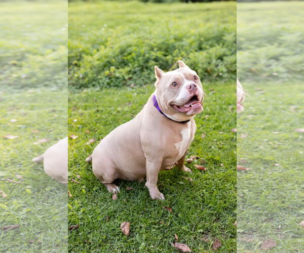 Medium Photo #19 American Pit Bull Terrier-Unknown Mix Puppy For Sale in Crete, IL, USA