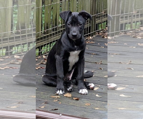 Medium Photo #1 Border-Aussie Puppy For Sale in Des Moines, IA, USA