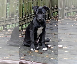 Border-Aussie Dogs for adoption in Des Moines, IA, USA