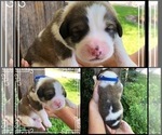 Small Photo #2 Great Bernese Puppy For Sale in OVERLAND, KS, USA