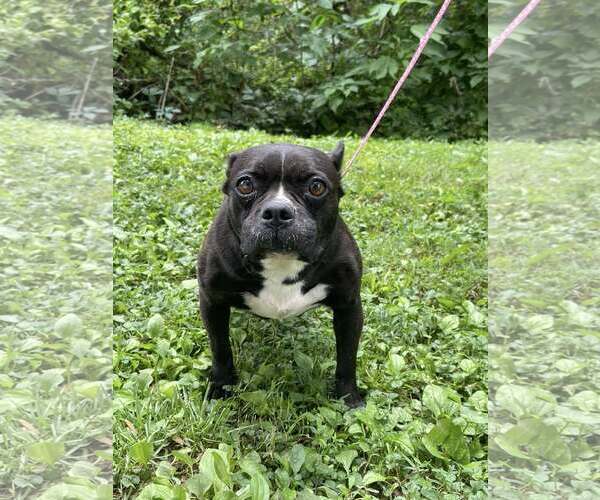 Medium Photo #8 French Bulldog Puppy For Sale in HOPKINSVILLE/PRINCETON, KY, NH, USA
