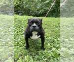 Small #7 French Bulldog