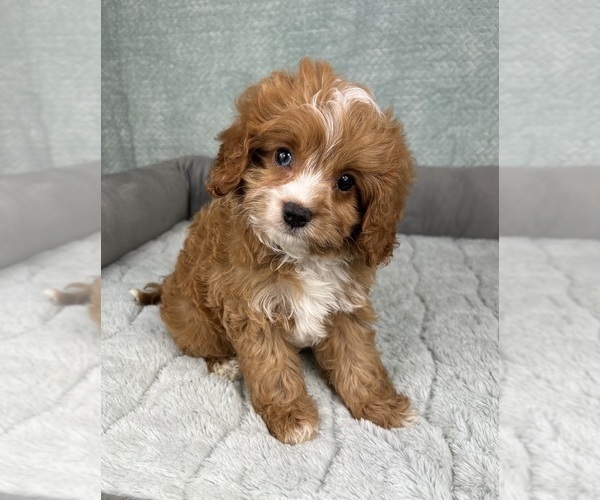Medium Photo #6 Cavapoo Puppy For Sale in FRANKLIN, IN, USA
