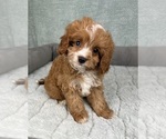 Small #5 Cavapoo