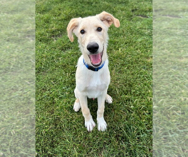Medium Photo #2 Labrador Retriever-Retriever  Mix Puppy For Sale in South Bend, IN, USA
