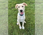 Small #1 Labrador Retriever-Retriever  Mix