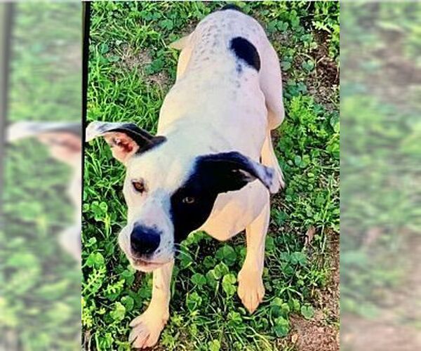 Medium Photo #2 American Pit Bull Terrier-Border Collie Mix Puppy For Sale in Dana Point, CA, USA