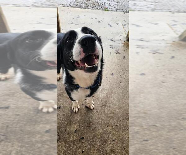 Medium Photo #2 Mutt Puppy For Sale in DuQuoin, IL, USA