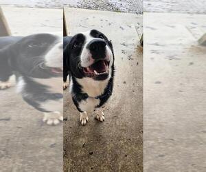 ZERO (BOYFRIEND <3) - Male Mutt Dog for Adoption - Photo #2