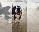 Small #1 Mutt