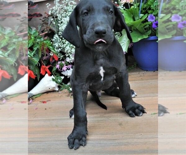 Medium Photo #1 Great Dane Puppy For Sale in BANGOR, WI, USA