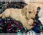 Puppy Irish Labradoodle-Poodle (Standard) Mix