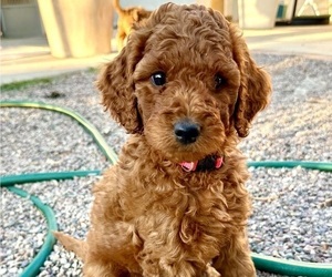 Irish Doodle Puppy for Sale in REDLANDS, California USA