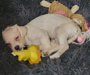 Maltipoo Puppy for sale in FERRIS, TX, USA