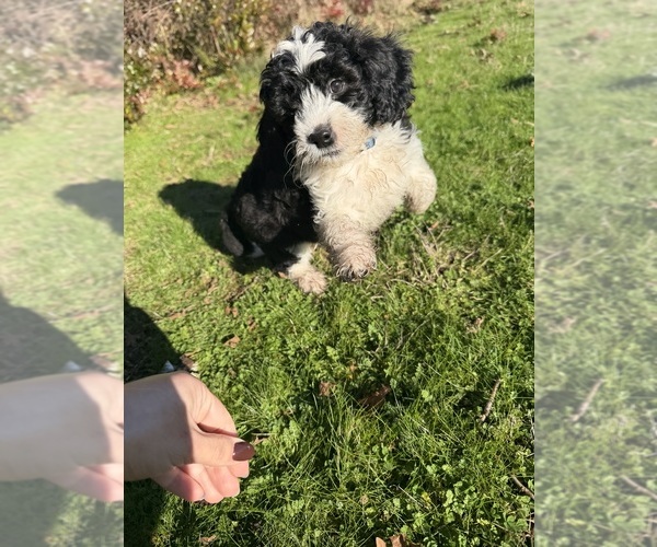 Medium Photo #6 Goldador Doodle Puppy For Sale in YELM, WA, USA