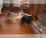 Small Photo #11 Pom-Shi Puppy For Sale in DINWIDDIE, VA, USA