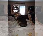Small Photo #1 Chihuahua Puppy For Sale in DAYTON, OH, USA