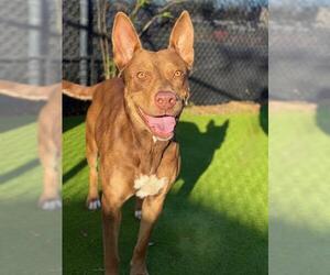 Australian Kelpie Dogs for adoption in Sugar Land, TX, USA