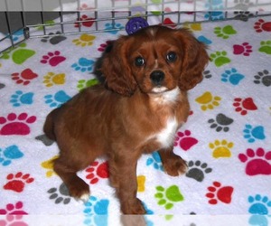 Cavalier King Charles Spaniel Puppy for sale in ORO VALLEY, AZ, USA