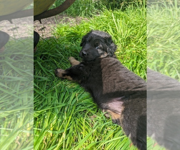 Medium Photo #6 Akita-German Shepherd Dog Mix Puppy For Sale in GRANTS PASS, OR, USA
