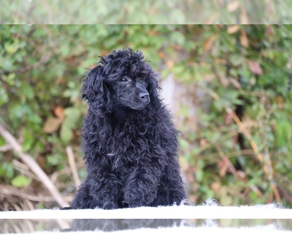 Medium Photo #5 Poodle (Toy) Puppy For Sale in DYERSBURG, TN, USA