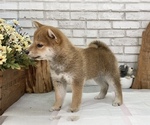 Small Photo #4 Shiba Inu Puppy For Sale in S LAKE TAHOE, CA, USA