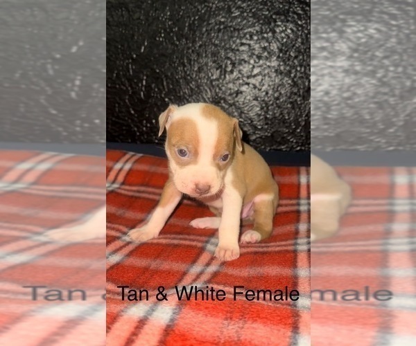 Medium Photo #1 American Bully-American Pit Bull Terrier Mix Puppy For Sale in COLUMBIANA, OH, USA
