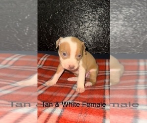 American Bully-American Pit Bull Terrier Mix Puppy for sale in COLUMBIANA, OH, USA