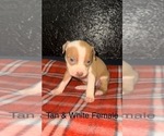 Small Photo #1 American Bully-American Pit Bull Terrier Mix Puppy For Sale in COLUMBIANA, OH, USA