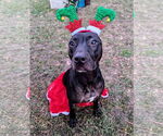 Small Photo #13 American Pit Bull Terrier-Mountain Cur Mix Puppy For Sale in Calhoun, GA, USA