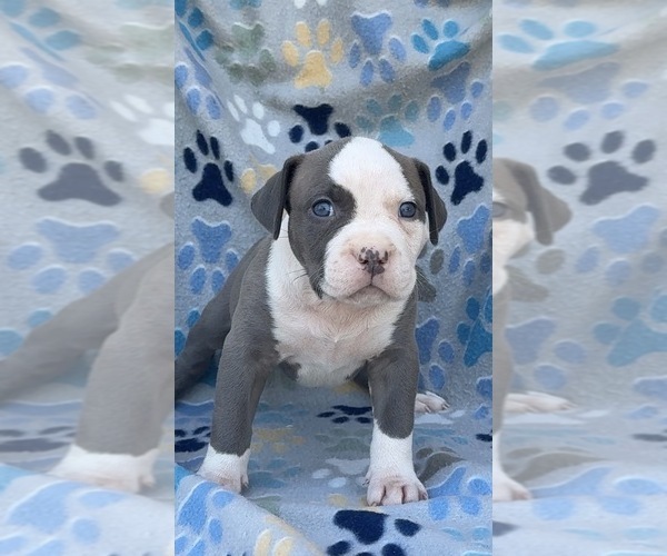 Medium Photo #3 American Bully Puppy For Sale in FAIRFIELD, CA, USA