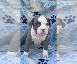 Small #2 American Bully
