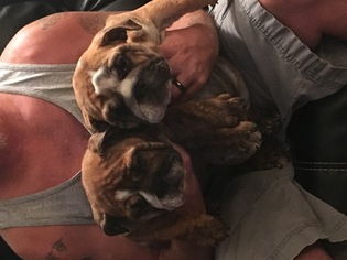 Bulldog Puppy for sale in BENNETT, CO, USA