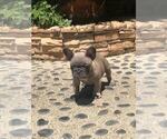 Small Photo #13 French Bulldog Puppy For Sale in WHITTIER, CA, USA