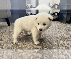 Alusky Puppy for sale in CERES, CA, USA