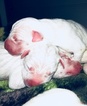 Small Photo #5 Dogo Argentino Puppy For Sale in LUTZ, FL, USA