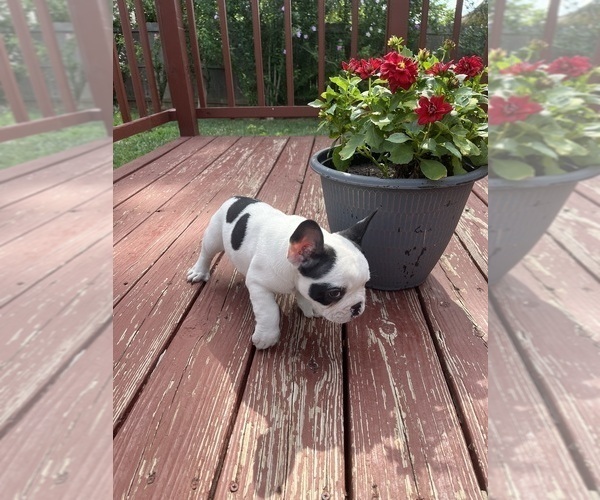 Medium Photo #48 French Bulldog Puppy For Sale in KANSAS CITY, MO, USA