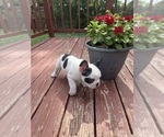 Small Photo #13 French Bulldog Puppy For Sale in KANSAS CITY, MO, USA