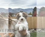 Puppy Puppy 5 Poodle (Standard)