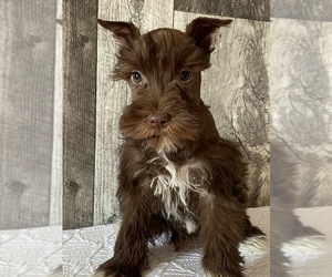 Schnauzer (Miniature) Puppy for sale in SENECA FALLS, NY, USA