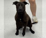 Small #4 Labrador Retriever-Retriever  Mix