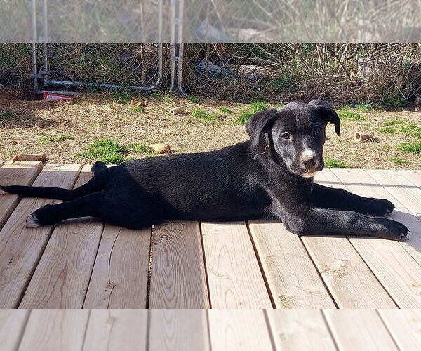 Medium Photo #9 Labrador Retriever-Unknown Mix Puppy For Sale in Mooresville, NC, USA