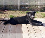 Small #8 Labrador Retriever Mix