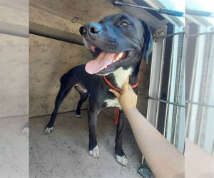 Labrador Retriever-Unknown Mix Dogs for adoption in St. Cloud, FL, USA