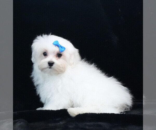 Medium Photo #8 Maltese Puppy For Sale in ROCK VALLEY, IA, USA