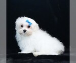 Small #7 Maltese