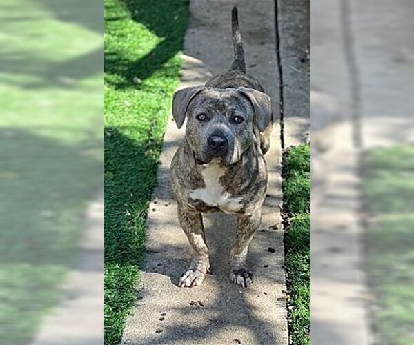 Medium Photo #1 Dachshund-Unknown Mix Puppy For Sale in Dana Point, CA, USA