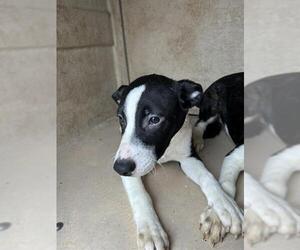 Border Collie-Unknown Mix Dogs for adoption in Oklahoma City, OK, USA